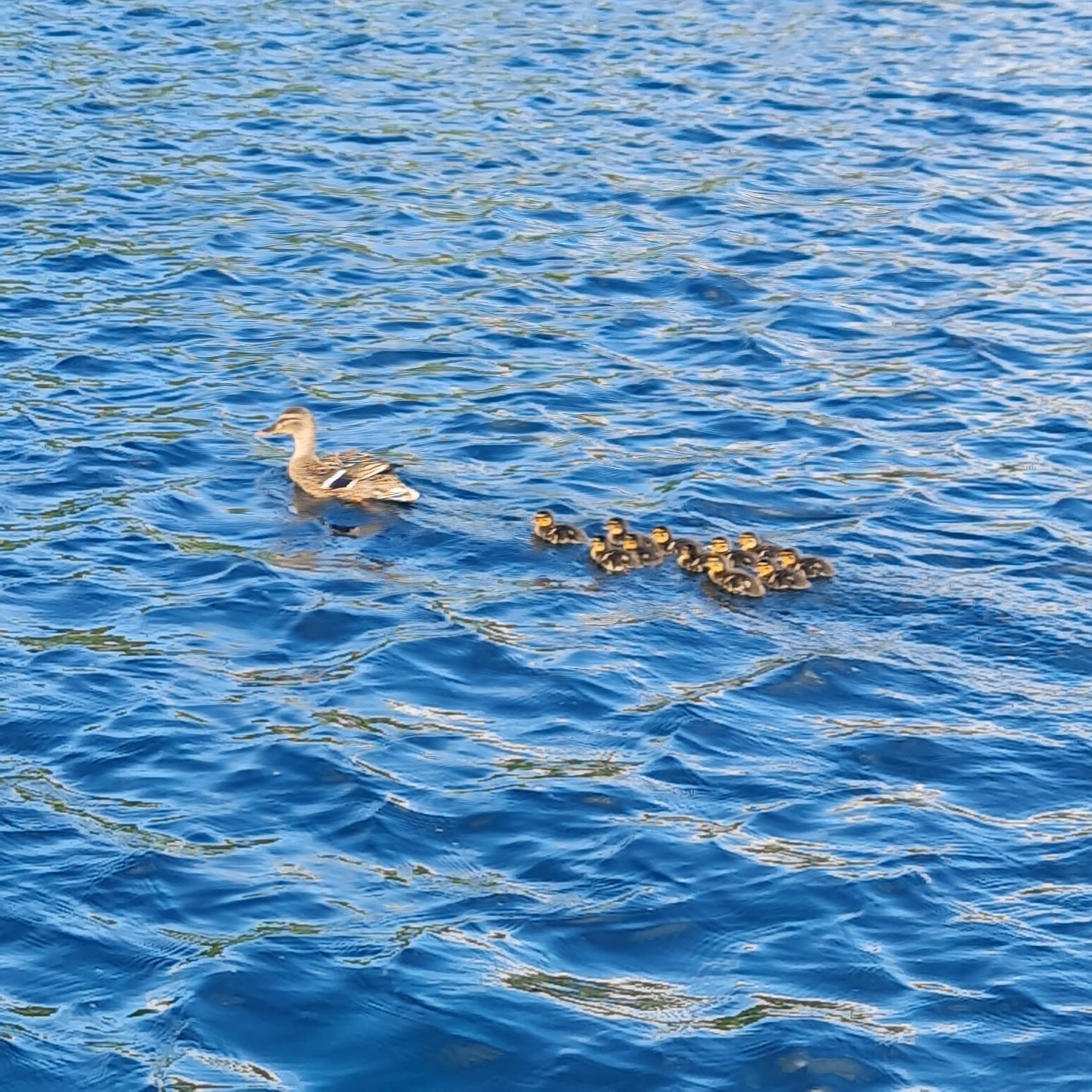 Taplow Open Water Swim - photo 3